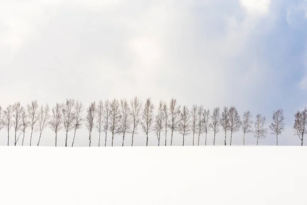 Όμορφο Υπαίθριο Τοπίο Ομάδα Κλαδί Δέντρου Στο Χιόνι Χειμώνα Χοκάιντο — Φωτογραφία Αρχείου