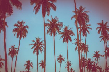 Sk Tarih tropikal Hindistan cevizi hurma ağacı ile güzel açık görünüm