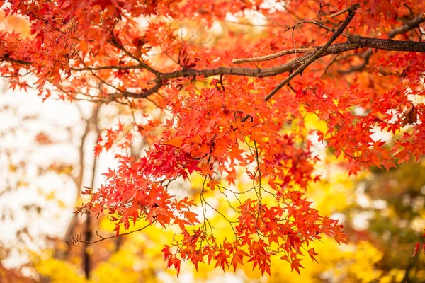 Gyönyörű juhar levél fa-őszi szezonban — Stock Fotó