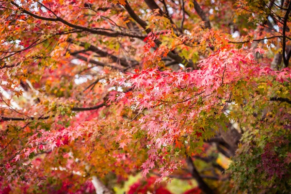 Schöner Ahornblattbaum in der Herbstsaison — Stockfoto