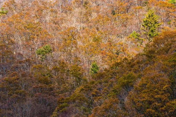 Красивый пейзаж с кленовым листом в осенний сезон — стоковое фото