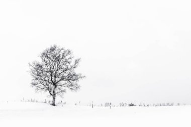 Yalnız ağaç içinde kar kış sezonu ile güzel manzara