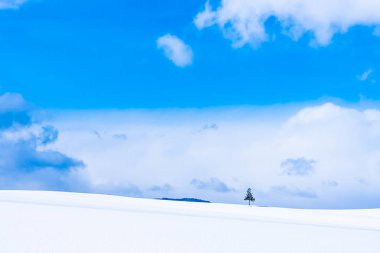 Güzel açık doğa manzara ile Noel ağacı kışın