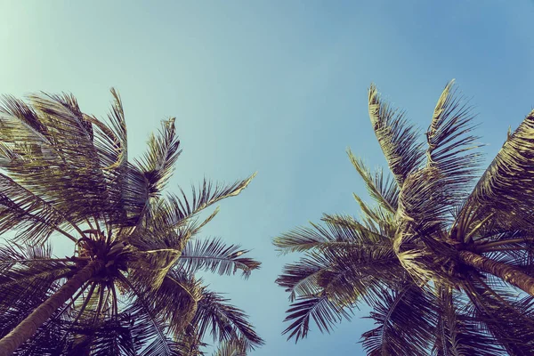 Nízký úhel krásné kokosu palmou s pozadí modré oblohy — Stock fotografie