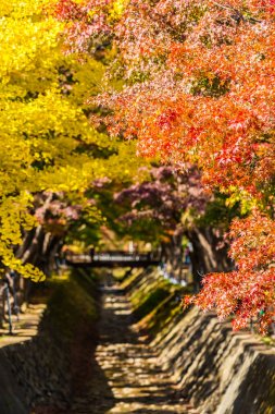 Güzel akçaağaç yaprağı ağaç Sonbahar sezonu