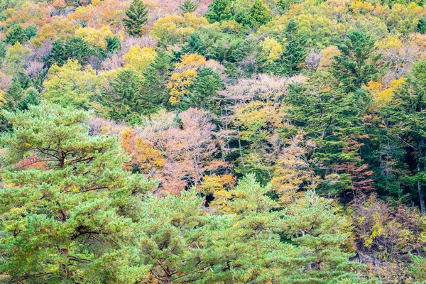 Огромное количество деревьев с цветными листьями вокруг — стоковое фото