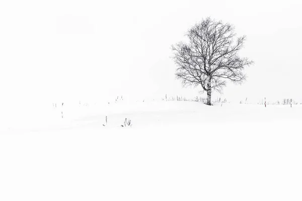 Wunderschöne Landschaft mit einsamen Bäumen im Schnee — Stockfoto
