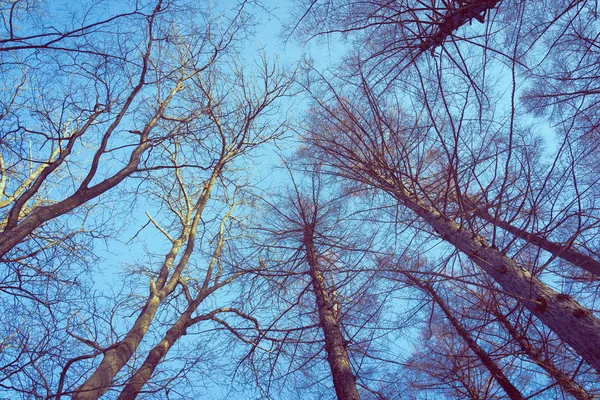 Bela paisagem de árvore de anjo baixo e ramo com céu backgr — Fotografia de Stock