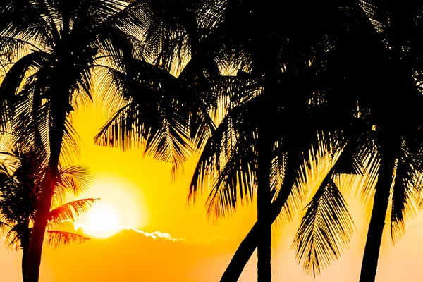 Bella Silhouette palma da cocco sul cielo neary mare oceano essere — Foto Stock