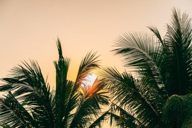 Gündoğumu veya sunse ile hindistan cevizi yaprağı ile güzel açık doğa