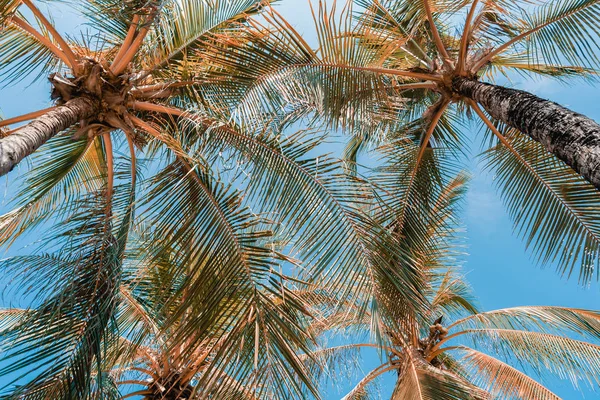 Nízká úhlová střela z krásného kokosového stromu na modrém nebi — Stock fotografie