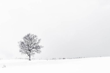 Yalnız ağaç içinde kar kış sezonu ile güzel manzara