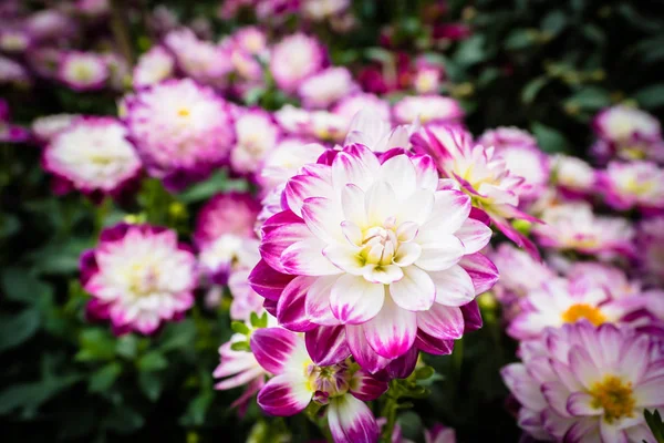 Fiore colorato in giardino — Foto Stock