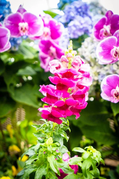 Colorful flower in the garden — Stock Photo, Image