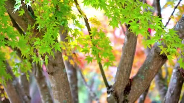 Malownicze Zdjęcia Liści Klonu Sezonie Jesiennym Japonii — Wideo stockowe