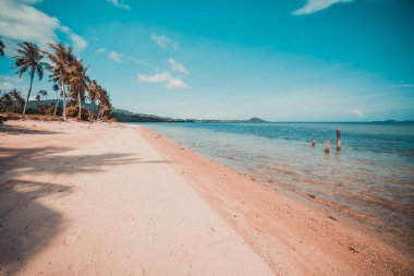 Güzel tropikal plaj ve deniz parad Hindistan cevizi hurma ağacı ile