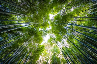 Arashiyama güzel bambu grove ağacında