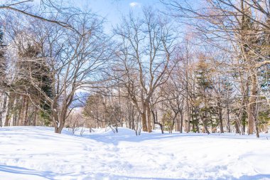 Kar kış sezonu ağacında ile güzel manzara