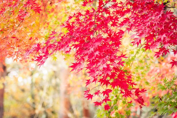 Krásný list javoru v podzimní sezóně — Stock fotografie