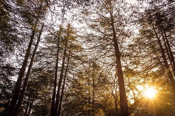 Hermoso paisaje de árbol y bosque con luz solar — Foto de Stock