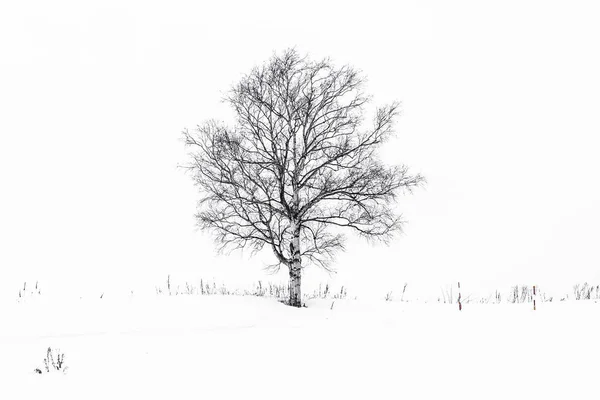 Wunderschöne Landschaft mit einsamen Bäumen im Schnee — Stockfoto