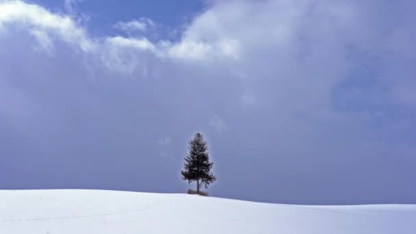 Lonely Coniferous Tree Snowy Hill Hokkaido Japan — Stock Video