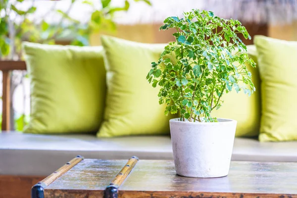 Vaso planta na decoração da mesa com travesseiro na cadeira do sofá — Fotografia de Stock