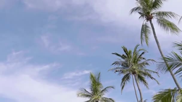 Bottom View Footage Palm Trees Front Sky — Stock Video