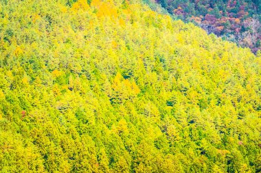 Güzel manzara bir sürü ağaç renkli yaprak ile 