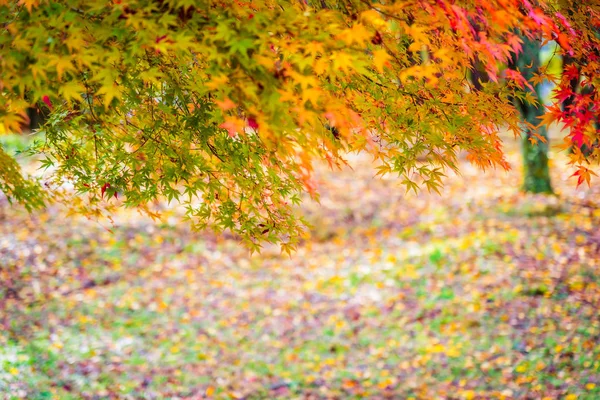 Beautiful maple leaf tree in autumn season — Stock Photo, Image