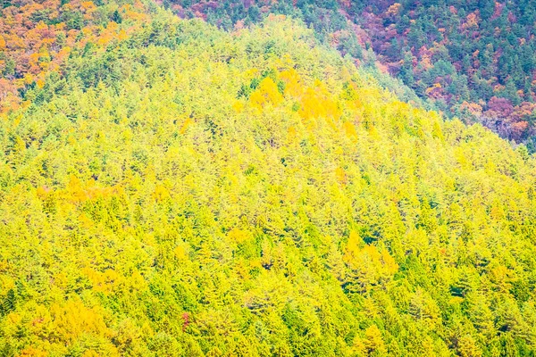 Gyönyörű táj egy csomó fát a színes levél körül a — Stock Fotó