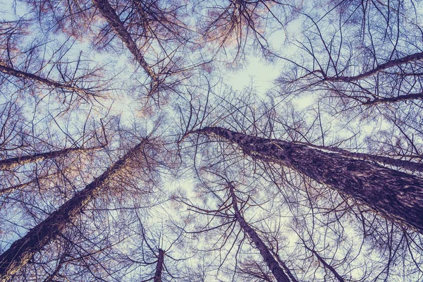 Hermoso paisaje de árbol de ángel bajo y rama con cielo backgr — Foto de Stock