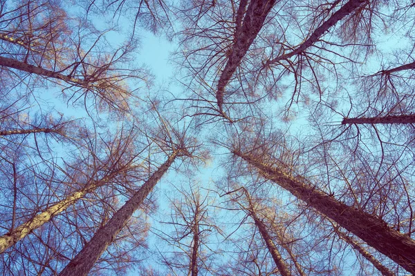 Krásná krajina nízkých anděl stromu a větví s pozadí oblohy — Stock fotografie