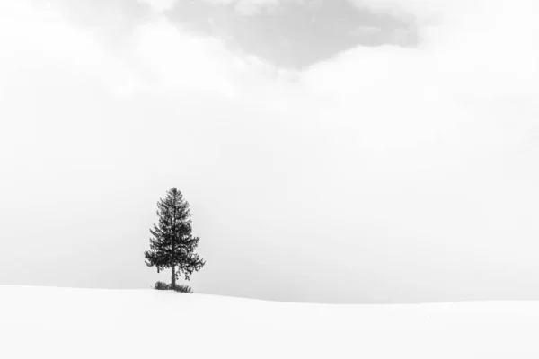 Wunderschöne Landschaft mit einsamen Bäumen im Schnee — Stockfoto