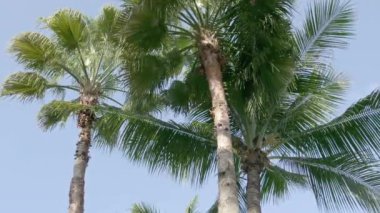 tropik adada hindistan cevizi palmiye doğal yakın çekim görüntüleri