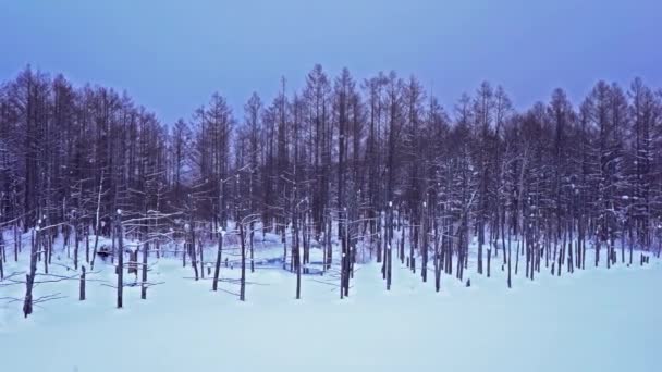 Malownicze Zdjęcia Pięknego Zimowego Krajobrazu Hokkaido Japonia — Wideo stockowe