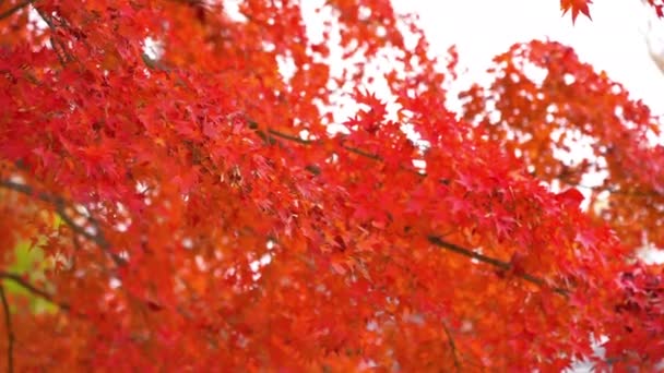 Imágenes Escénicas Hojas Arce Temporada Otoño Japón — Vídeo de stock