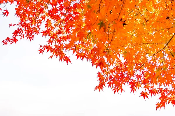 Piękny czerwony i zielony klon liści na drzewie — Zdjęcie stockowe