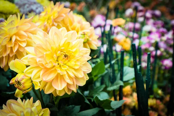 Färgglada blomma i trädgården — Stockfoto