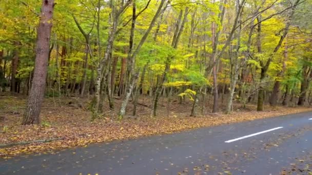 Natursköna Bilder Vacker Skog — Stockvideo