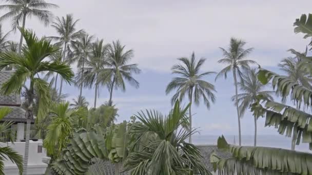 Sahilde Gökyüzünün Önündeki Palmiye Ağaçlarının Manzaralı Görüntüleri — Stok video