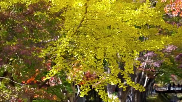 Schilderachtige Beelden Van Esdoorn Bladeren Het Herfst Seizoen Japan — Stockvideo