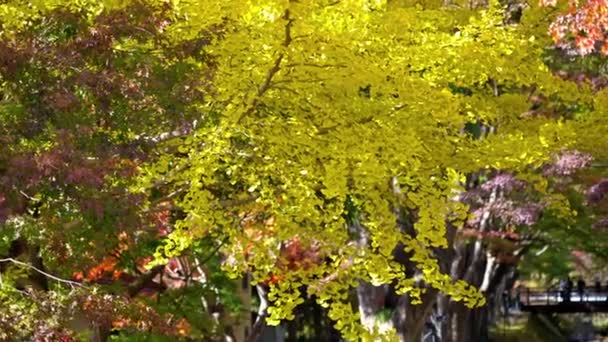 日本の秋のカエデの葉の風光明媚な映像 — ストック動画