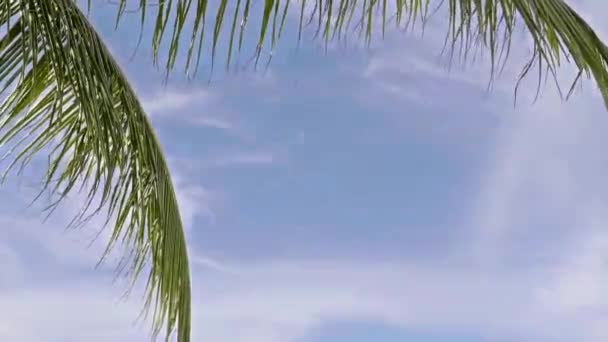 空の前のヤシの木の下のビュー映像 — ストック動画