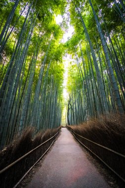 Bambu Grove Arashiyama, ormandaki güzel manzara 