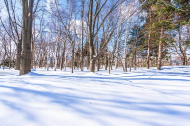 Kar kış sezonu ağacında ile güzel manzara
