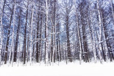 Güzel açık doğa manzara ağaç kar kış denizlerde