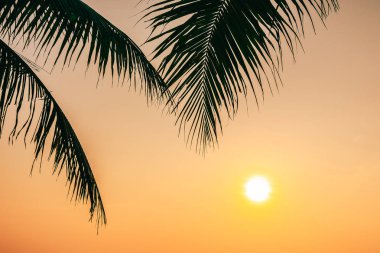 Gündoğumu veya sunse ile hindistan cevizi yaprağı ile güzel açık doğa