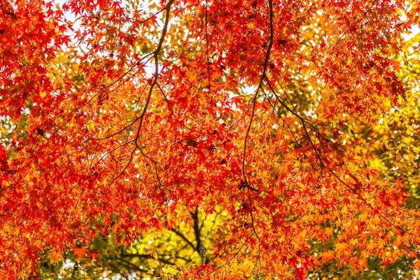 Belle feuille d'érable rouge et verte sur arbre — Photo