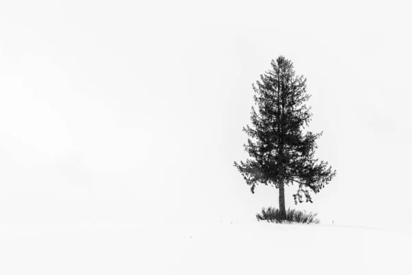 Wunderschöne Landschaft mit einsamen Bäumen im Schnee — Stockfoto